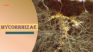 MYCORRHIZAE  PLANT SURFACE MICROORGANISMS  MICROBES amp PLANT INTERACTIONS  ENVIRONMENTAL MB [upl. by Mensch]