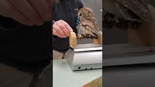 How much does Tito weigh Northern Sawwhet Owl [upl. by Deedahs]