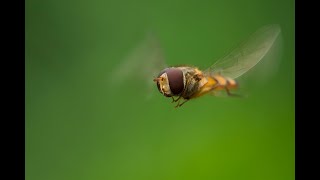 Sommaren 2022 4 K sommar fujifilmxh2s sweden nature insects insect [upl. by Trebmal]