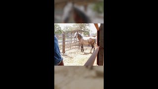 Gentling a Wild Stallion Introducing the Rope Day 2 Part 4 [upl. by Nnylsor]