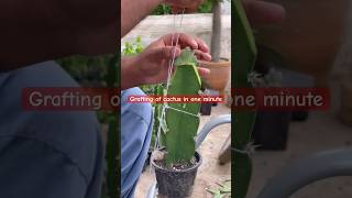 Grafting of cactus in one minute learn cactus grafting plants garden lawn plantscare tree [upl. by Niamjneb]