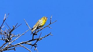 Singing European Serin [upl. by Ujawernalo]