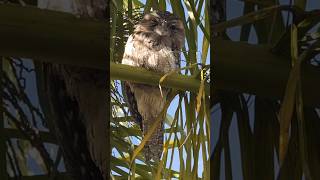 The Tawny Frog Mouth A Bird of Mystery bird reaction [upl. by Sauncho]