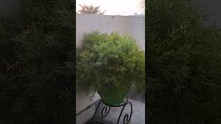 Asparagus fern on a cute stand 🪴 youtubeshorts youtube ytshorts green asparagusfern cutestand [upl. by Ytsirk]