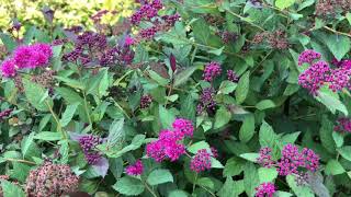 DOUBLE PLAY® Pink Spiraea  wwwgardencrossingscom [upl. by Cleo]