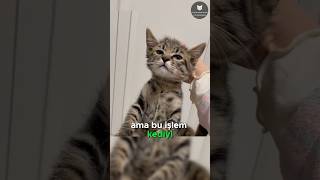 Kedilerin Hareketsiz Bırakan Düğme 🐈👆😱 [upl. by Killen]