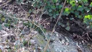 Bach und Teich im Landsberger Wald 1432014 [upl. by Lavine]