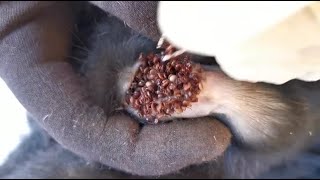 Try to Removing all ticks from all dog in village Save paws in country side 09 Dogs [upl. by Maud]