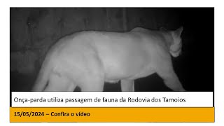 Onçaparda utiliza passagem de fauna da Rodovia dos Tamoios [upl. by Pineda]