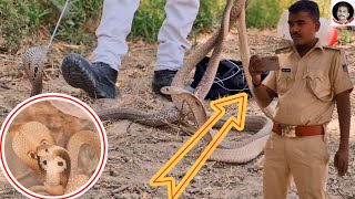 viral बेहद गुस्सैल रूप मे एक साथ 6 जहरीले कोबरा सांप को जंगल में छोड़ा गया Snake Video jaysahni [upl. by Retswerb]