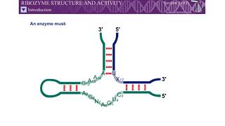 Ribozyme structure and activity animation [upl. by Standford870]