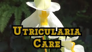 How to Grow Utricularia alpina with bloom and care tips [upl. by Llennoc]