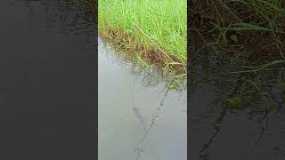 Traditional Fishing Trap।।fishing [upl. by Akcirederf461]