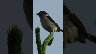 ノビタキ幼鳥♂のさえずりChirping of a young male Saxicola torquatus354野鳥shorts [upl. by Euqnom486]