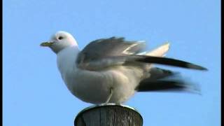 FISKMÅS Common Gull Larus canus Klipp  1039 [upl. by Elah21]