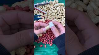 A good helper for peeling peanuts 👍🏻 farming [upl. by Dorrej590]