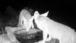 Fox family happy to get clean cold water in 116 degree heat [upl. by Aecila]