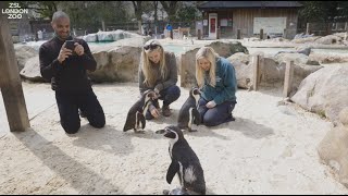 Meet the Penguins at ZSL London Zoo [upl. by Radcliffe]