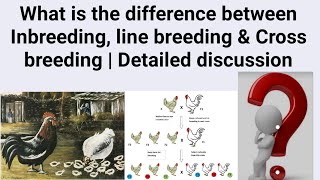 What is the difference between Inbreeding line breeding amp Cross breeding  Detailed discussion [upl. by Aicilas]