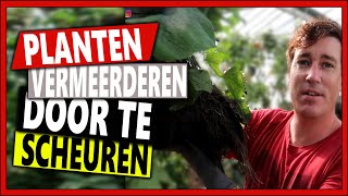 DE JUISTE MANIER OM PLANTEN TE VERMEERDEREN DOOR SCHEUREN  Week 39  Vlog 105  planten scheuren [upl. by Henrietta743]