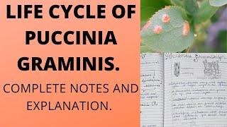 LIFE CYCLE OF PUCCINIA GRAMINISbscbotany [upl. by Areehs]