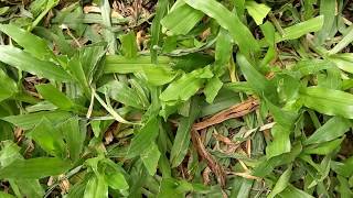 Carabao Grass or hilo grass  Paspalum conjugatum [upl. by Havot]