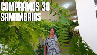 COMPRAMOS 30 SAMAMBAIAS DICAS DE COMO CULTIVAR SAMAMBAIAS  FOLHAGENS [upl. by Aihsram]