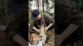 Bas ka par tree 🌴🌲shortvideo shorts farming 🧺 [upl. by Emya]