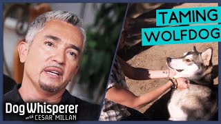 Taming Aggressive Wolf Puppy with Cesar Millan  Dog Whisperer [upl. by Yanej924]