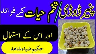 paneer dodi k fawaid ur us k istemal پنیر ڈوڈی کے فوائد اور اس کے استعمال UrduHindi [upl. by Lehcar]