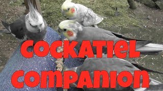 Cockatiel Companion 60 minutes of Entertainment for your Pet Cockatiel [upl. by Abita]