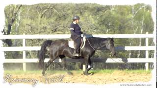 Naturally Gaited Tennessee Walking Horse Running Walk [upl. by Arretnahs]