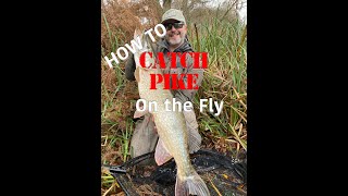 A beginners guide to Pike fishing Fishing Flyfishing [upl. by Yenterb275]