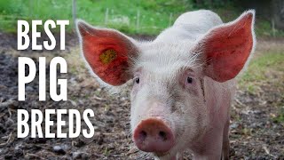 The 15 Best Pig Breeds for Your Farm [upl. by Ninnette]