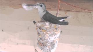 Hummingbird Building Nest Hummer Helper Nesting Material SE7021 [upl. by Greta712]