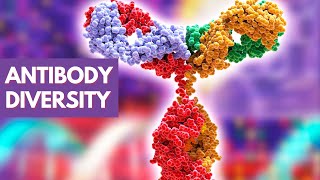 Immunology Lecture 14  Antibody Diversity [upl. by Chickie]