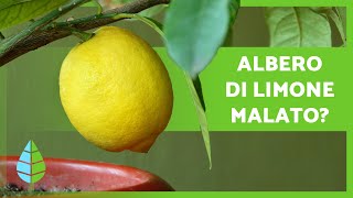 PARASSITI e MALATTIE dellALBERO DEL LIMONE 🦟🍋 Come combatterli [upl. by Monti962]