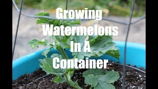 Growing Watermelons In ContainersBush Sugar Baby [upl. by Lybis]