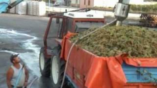 La produzione del vino alla Cantina Avanti di Erice by PjF Universal [upl. by Adnilg834]