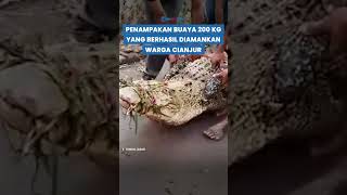 WARGA CEMAS Puluhan Buaya Muara Berukuran Besar Masih Berkeliaran di Sungai Cianjur [upl. by Anjali831]