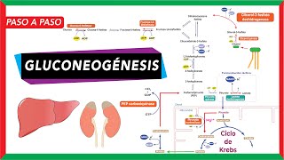 GlucoNEOgénesis síntesis de glucosa a partir de piruvato lactato glicerol y aminoácidos [upl. by Halimaj]