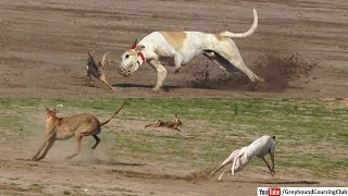 greyhound dog and rabbits racing [upl. by Vander]