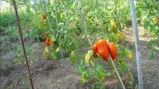 TOMATES DES ANDES ANDINE CORNUE [upl. by Earle]