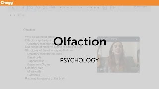 Olfaction  Psychology  Chegg Tutors [upl. by Tema]