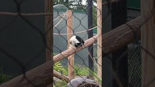 Colobus Monkey at the Baton Rouge Zoo [upl. by Myna]