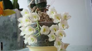 Clowesia Jumbo Grace Jumbo Orchids [upl. by Paynter]