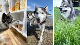 4 oddly specific things my huskies asked for [upl. by Prosser]