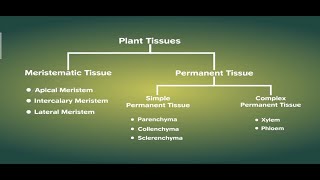 Permanent tissue  3D animated explanation  class 9th  Tissues [upl. by Raamal]