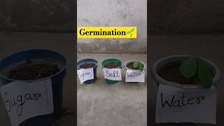 Germination🌱 shorts plants youtubeshorts [upl. by Ainavi475]