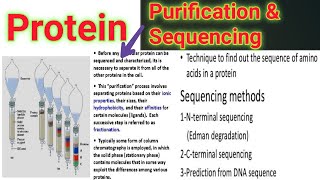 Protein Purification And Protein Sequencing  Lecture no  19 [upl. by Yeldud]